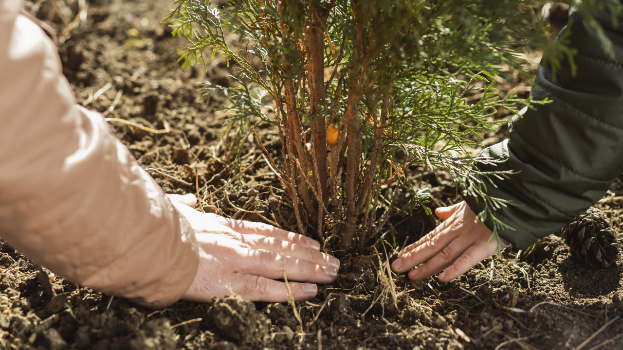 ecogeste/paysage/67e26b2653aaa-father-son-planting-tree-together-outdoors.jpg